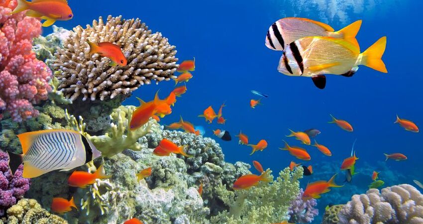 SHARM EL SHEIKH TURU 4 GECE RIXOS KONAKLAMALI