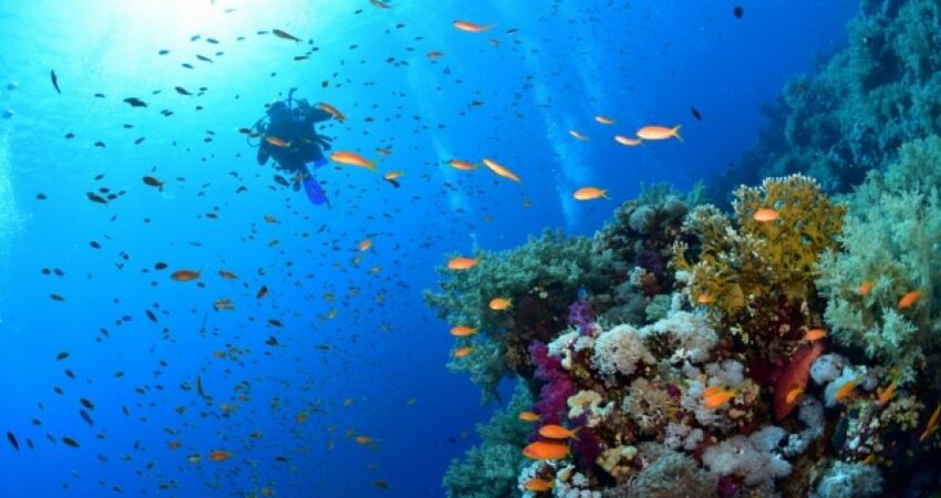 VİZESİZ MAXİ HER ŞEY DAHİL SHARM EL SHEIKH 